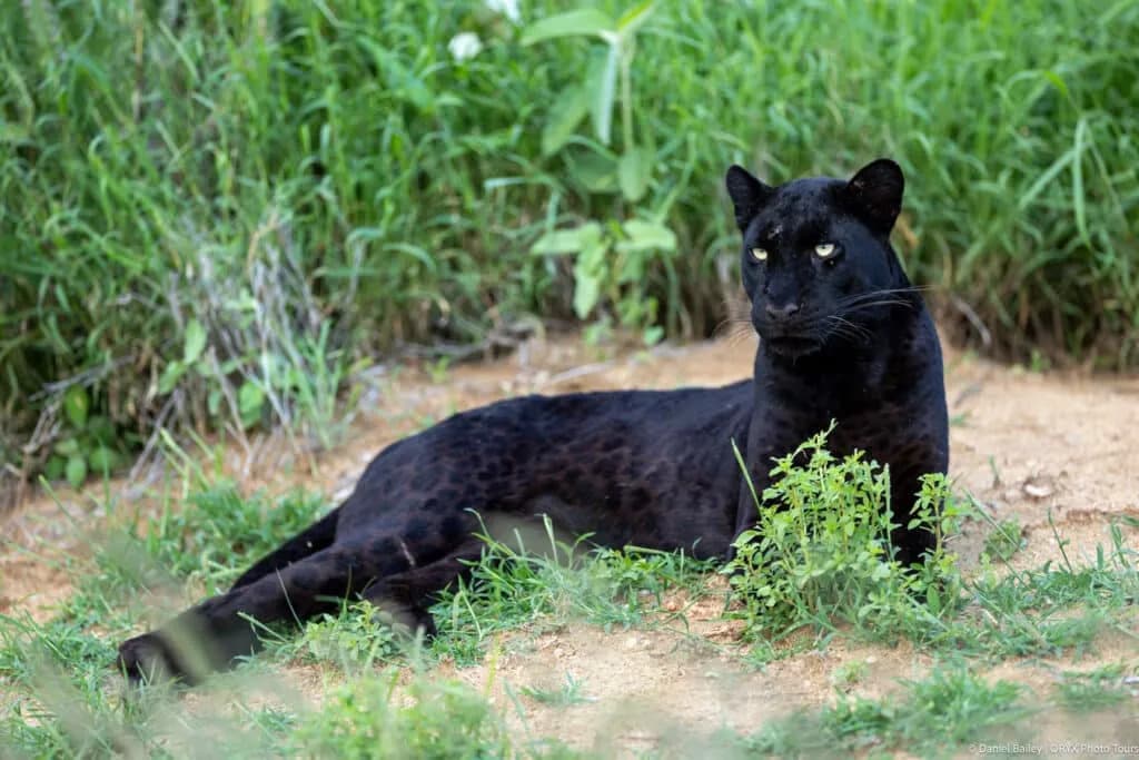 Aberdare National Park Safari visual 3