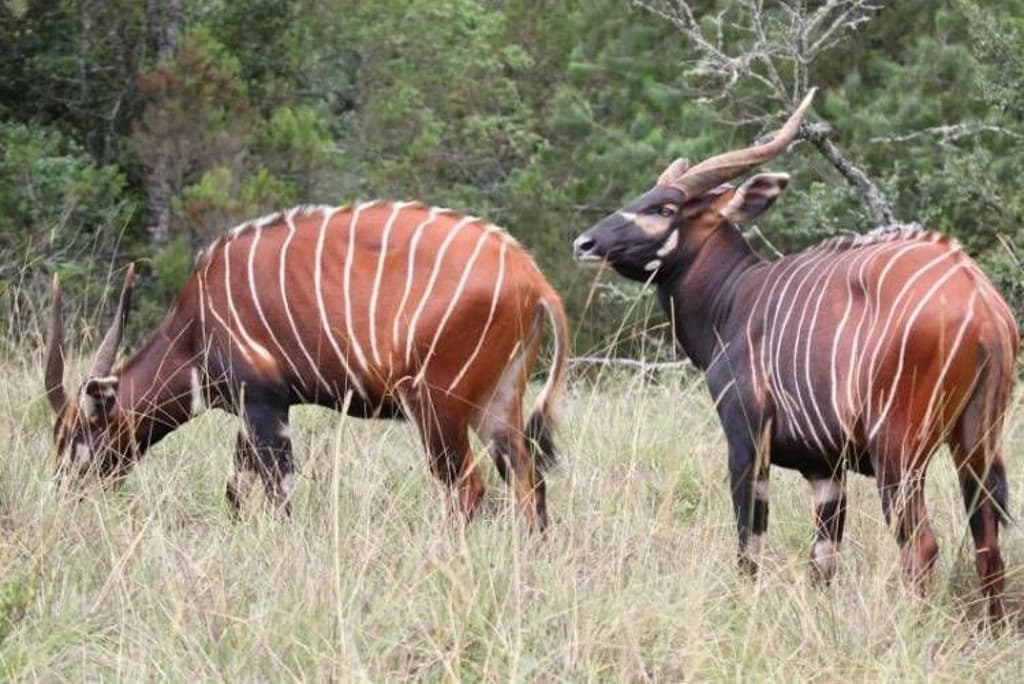 Bongo Antelope