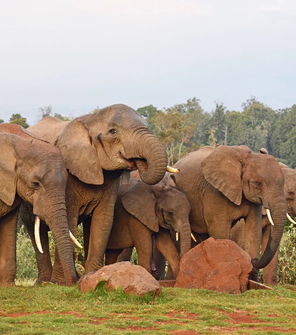 Aberdare National Park Safari visual 1