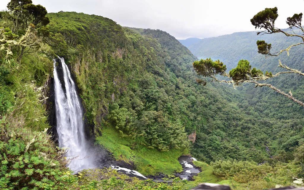 Misty Rainforest