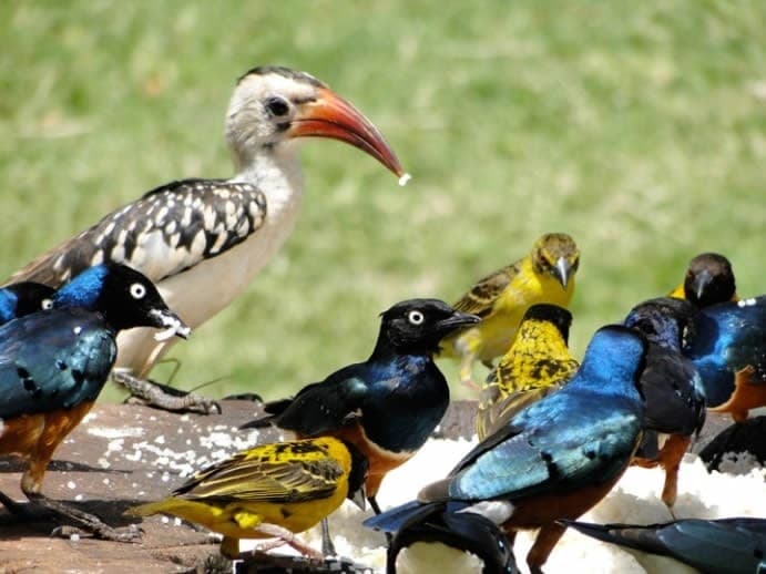 Amboseli National Park Safari scenic backdrop