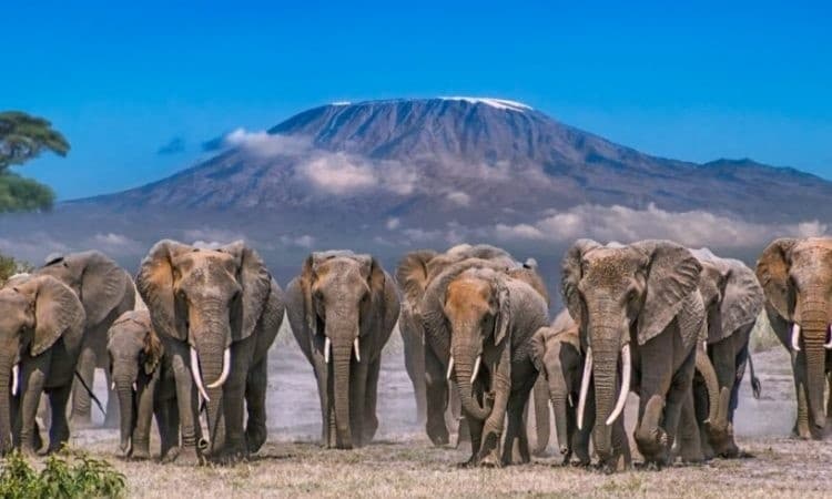Amboseli National Park Safari