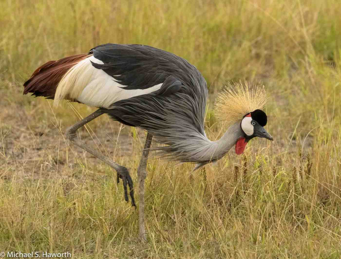 Amboseli National Park Safari visual 2