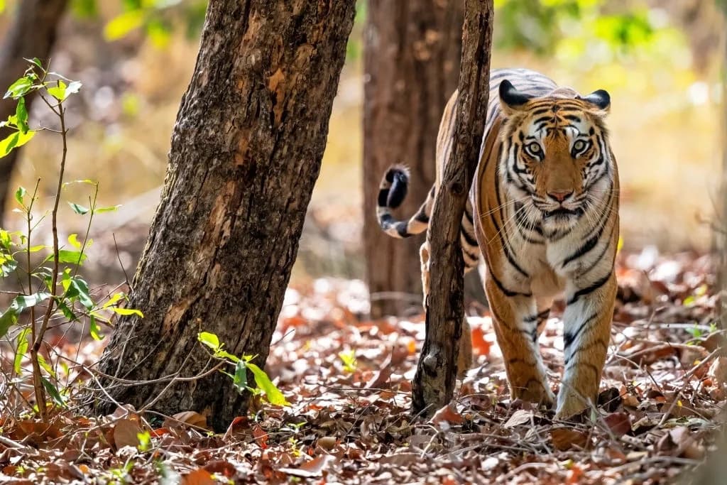Bandhavgarh National Park Safari