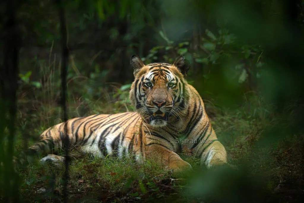Bandhavgarh National Park Safari