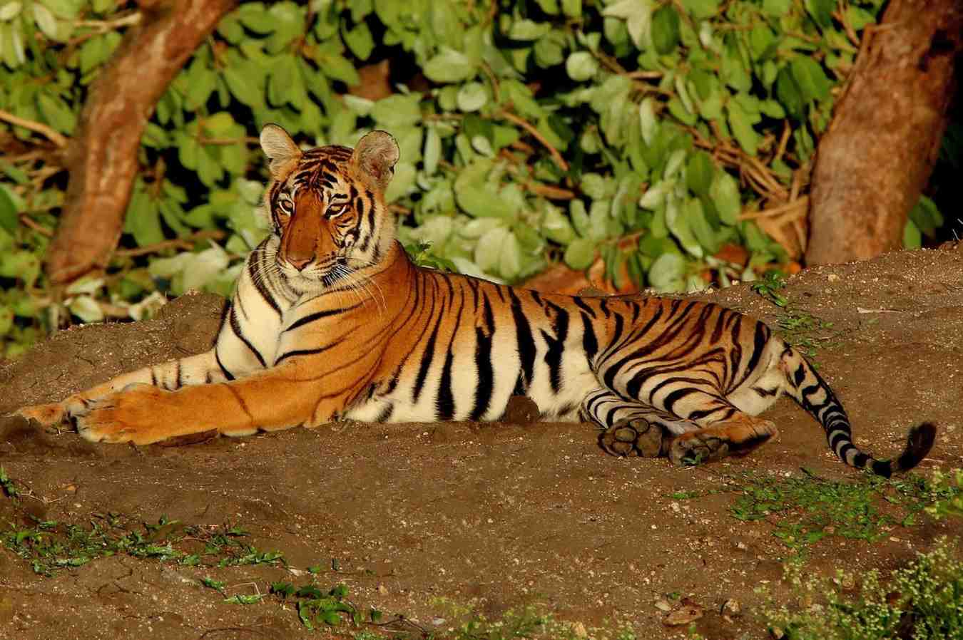 Bandipur Jungle Safari visual 3