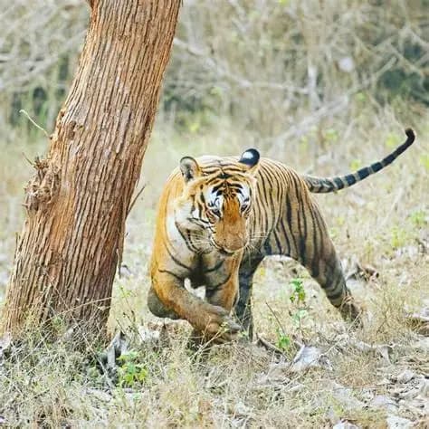 Bandipur Jungle Safari signature view