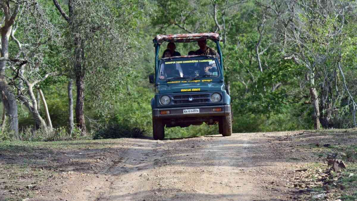 Bandipur Jungle Safari