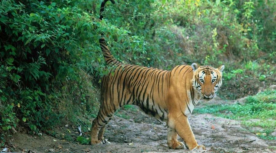 Bandipur Jungle Safari