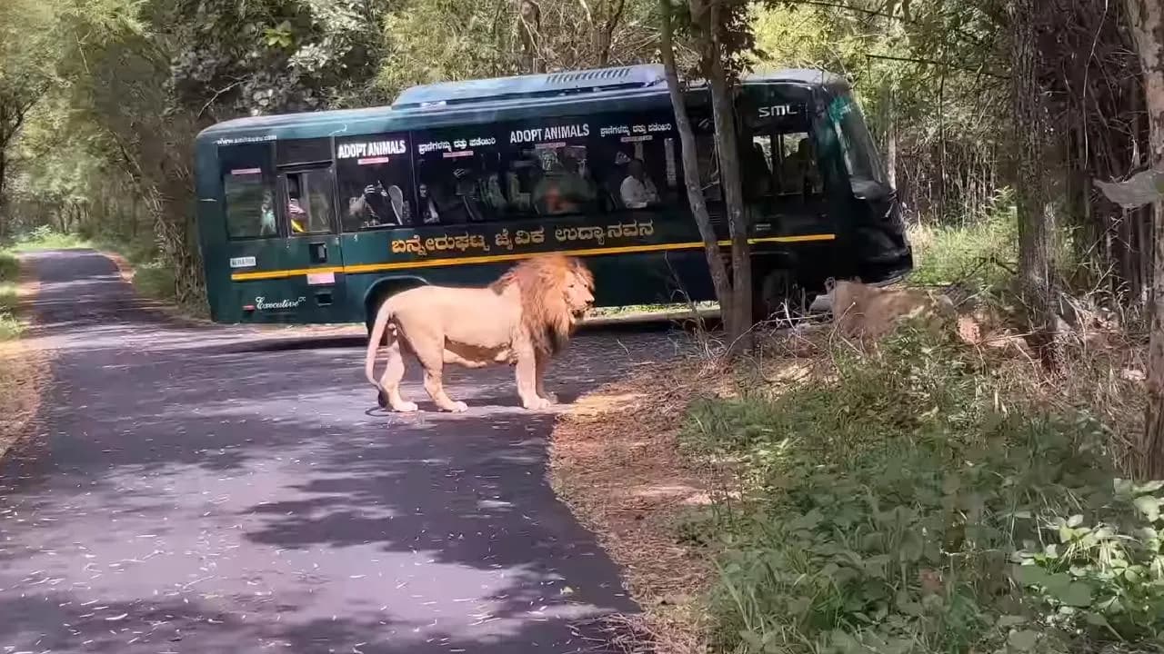 Bannerghatta National Park Safari