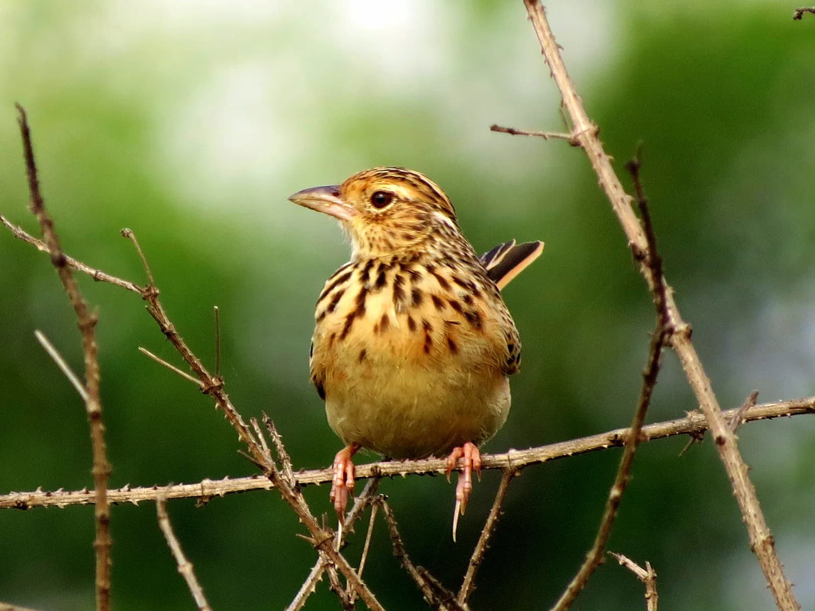 Bannerghatta National Park Safari scenic backdrop