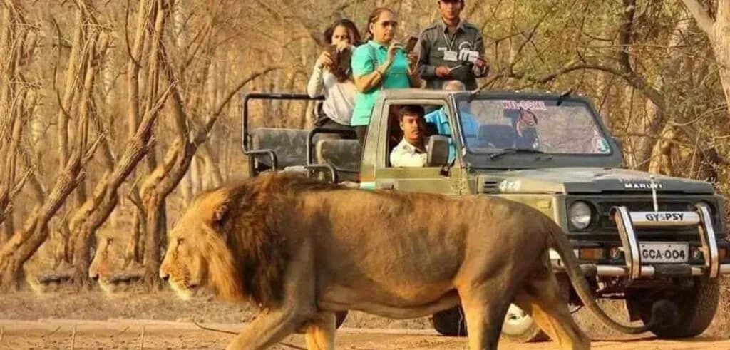 Bannerghatta National Park Safari
