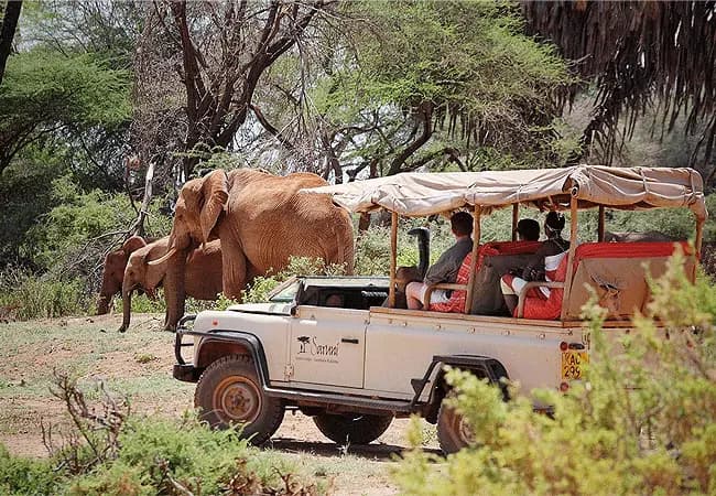 Buffalo Springs National Reserve Safari
