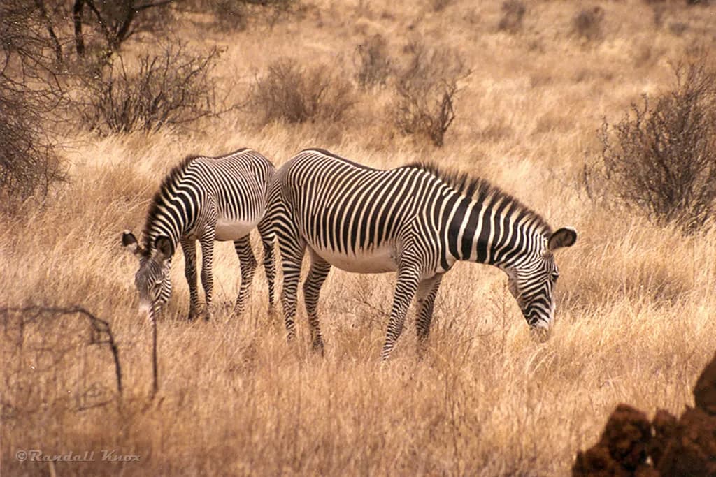 Buffalo Springs National Reserve Safari