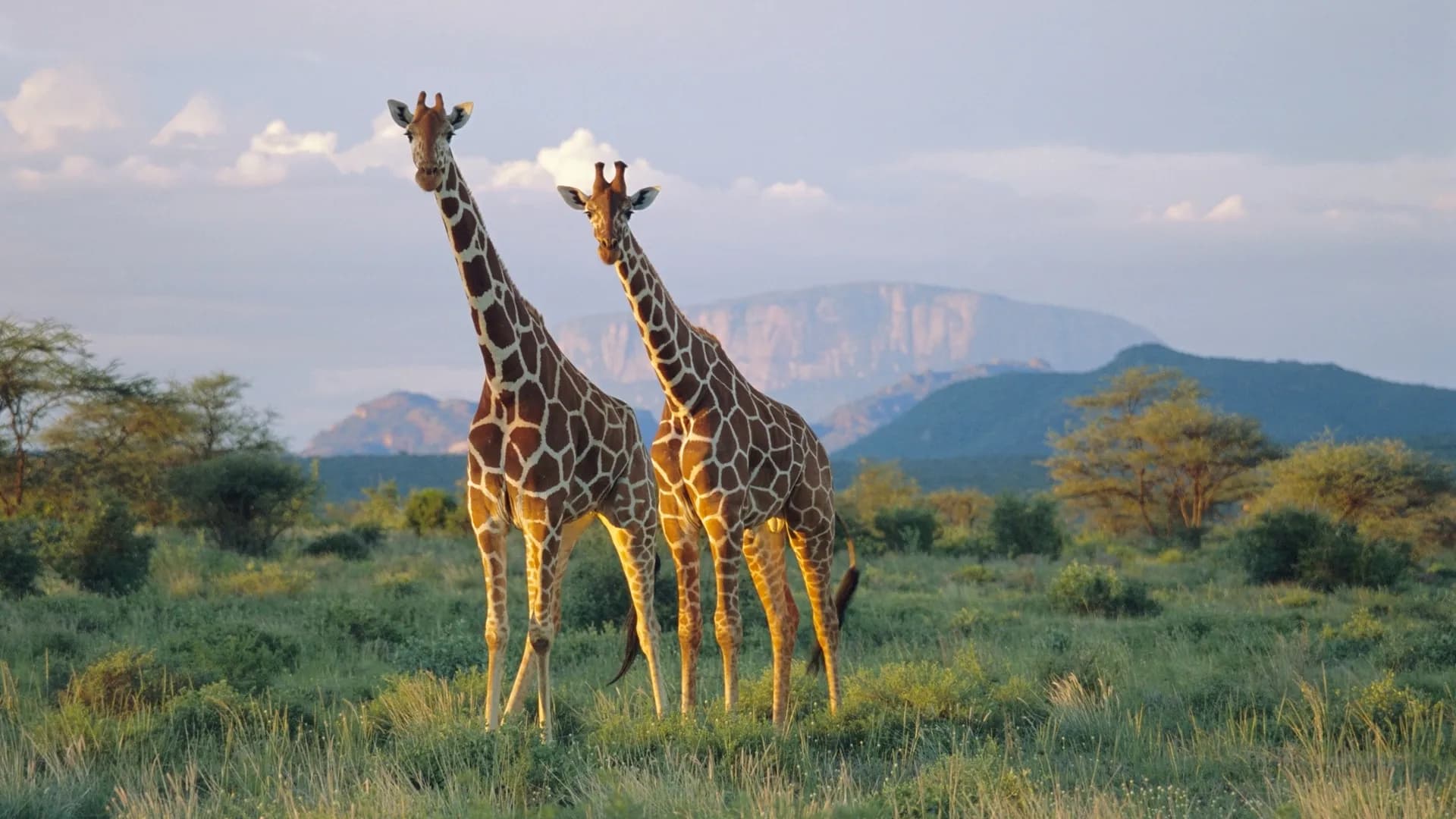 Reticulated Giraffe