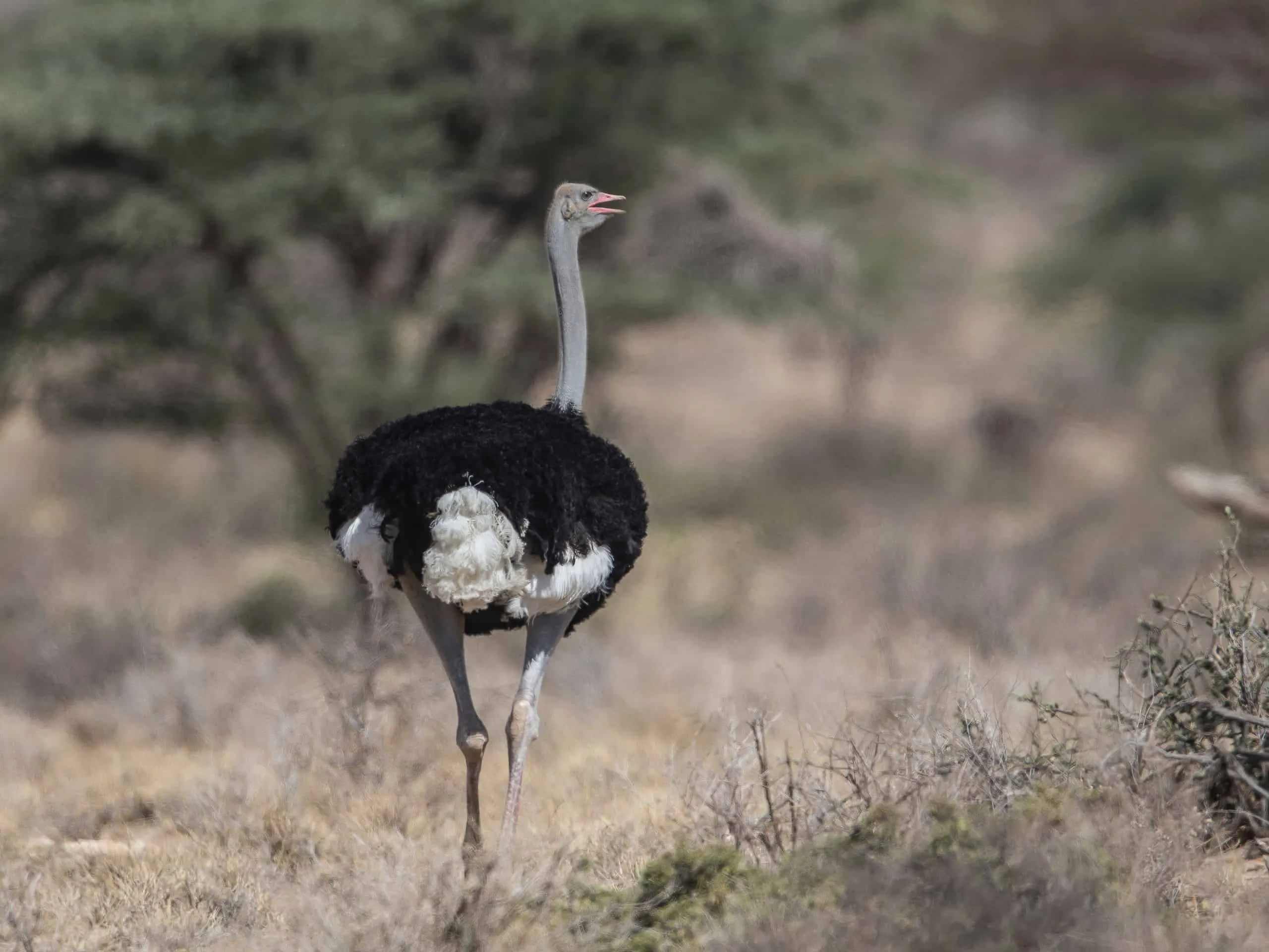 Buffalo Springs National Reserve Safari visual 1