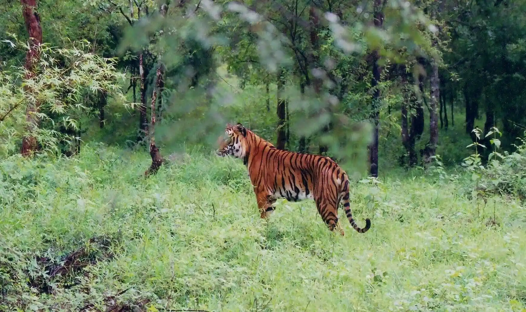 Buxa Tiger Reserve Safari