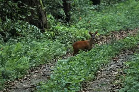 Buxa Tiger Reserve Safari visual 2