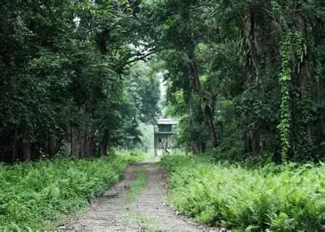 Dense Forest Canopy
