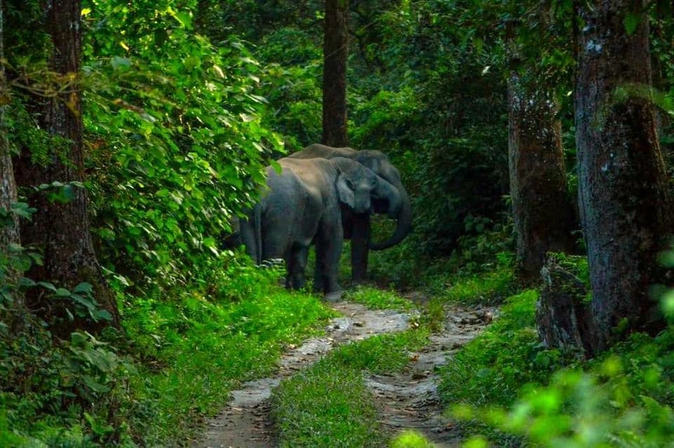 Elephant Herds