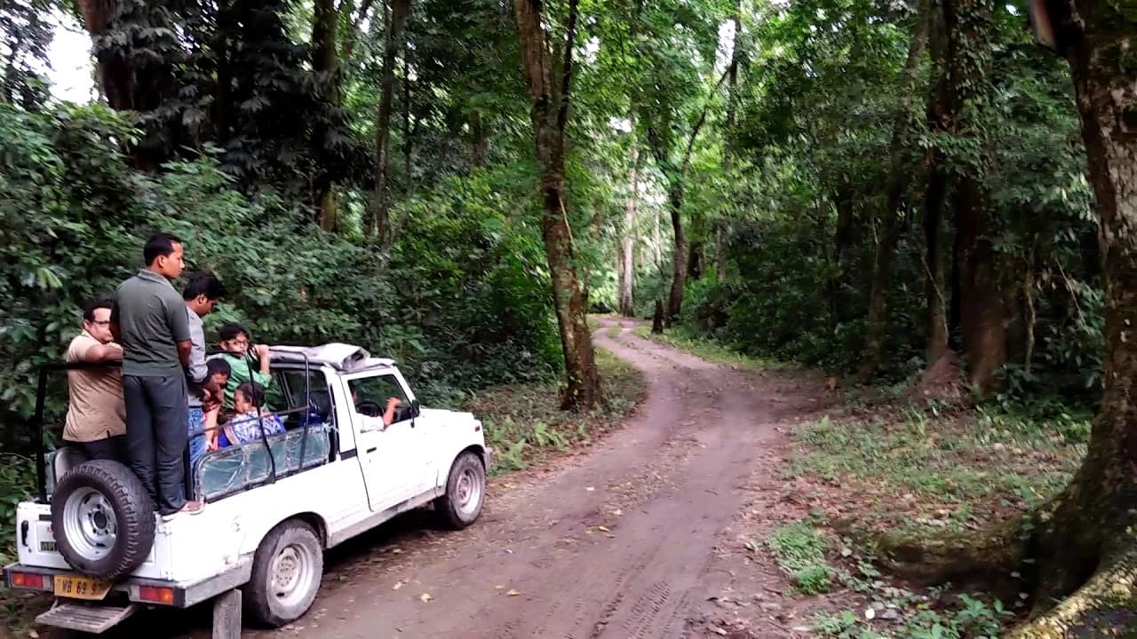 Forest Jeep Safari