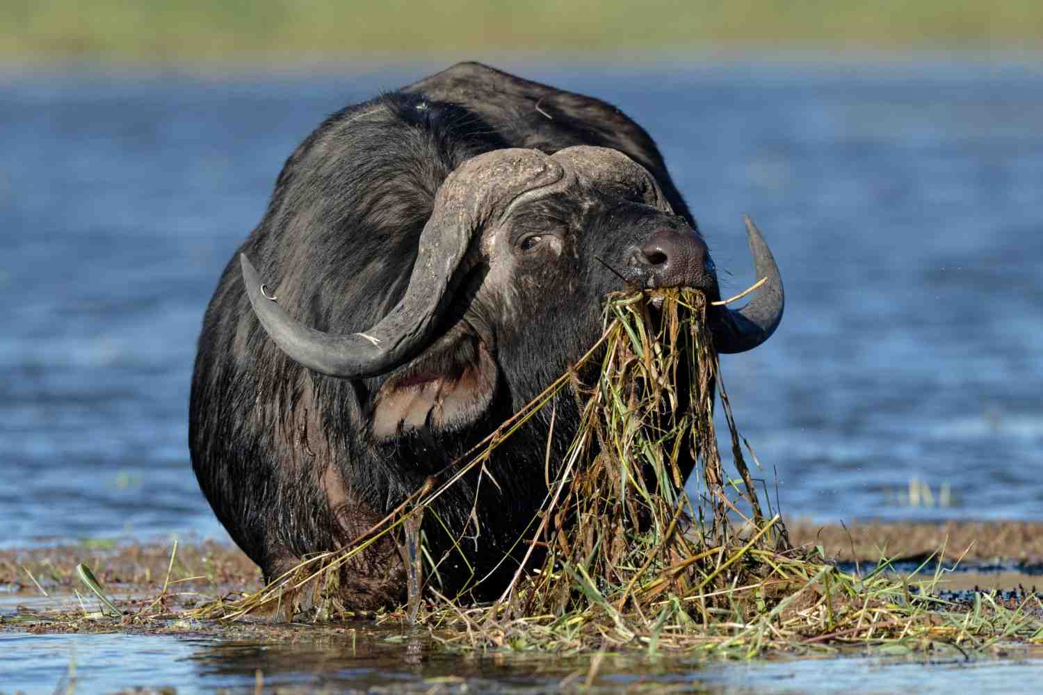 Chobe National Park Safari visual 3