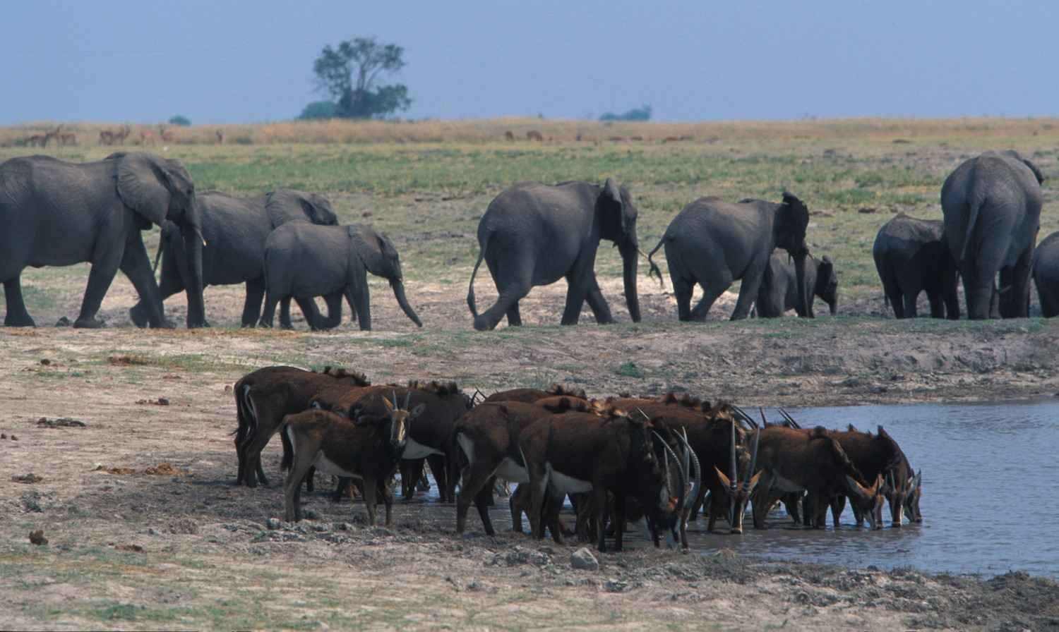 Chobe National Park Safari