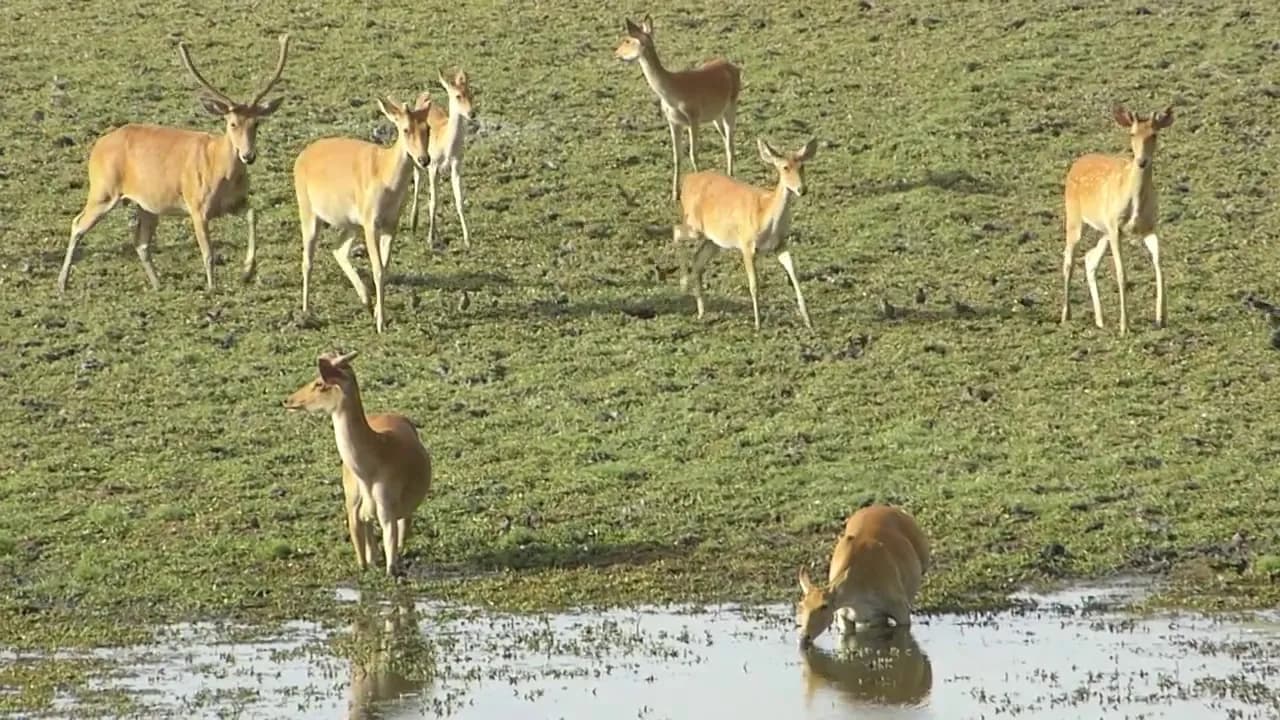 Barasingha (Swamp Deer)