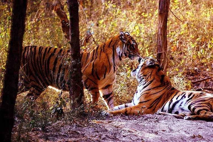 Dudhwa National Park Safari