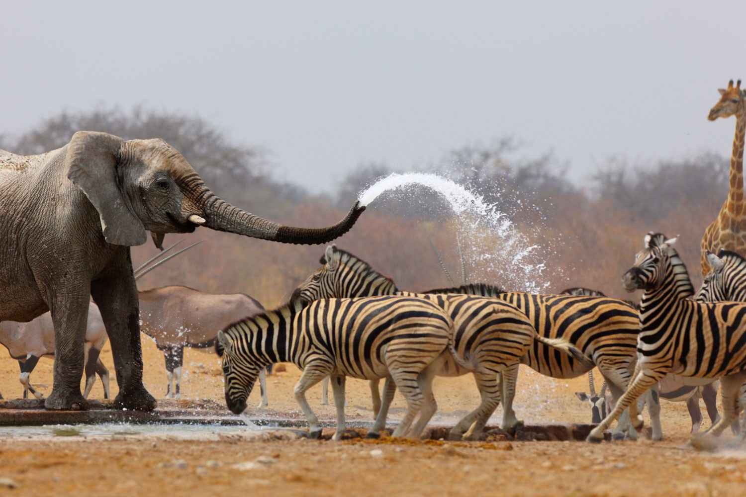 Etosha National Park Safari scenic backdrop