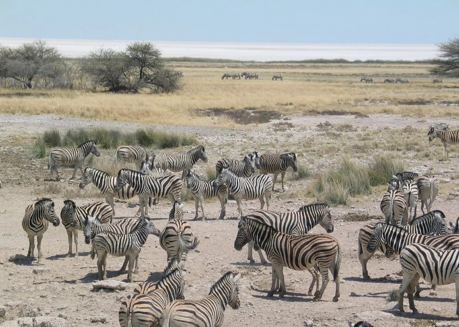 Etosha National Park Safari