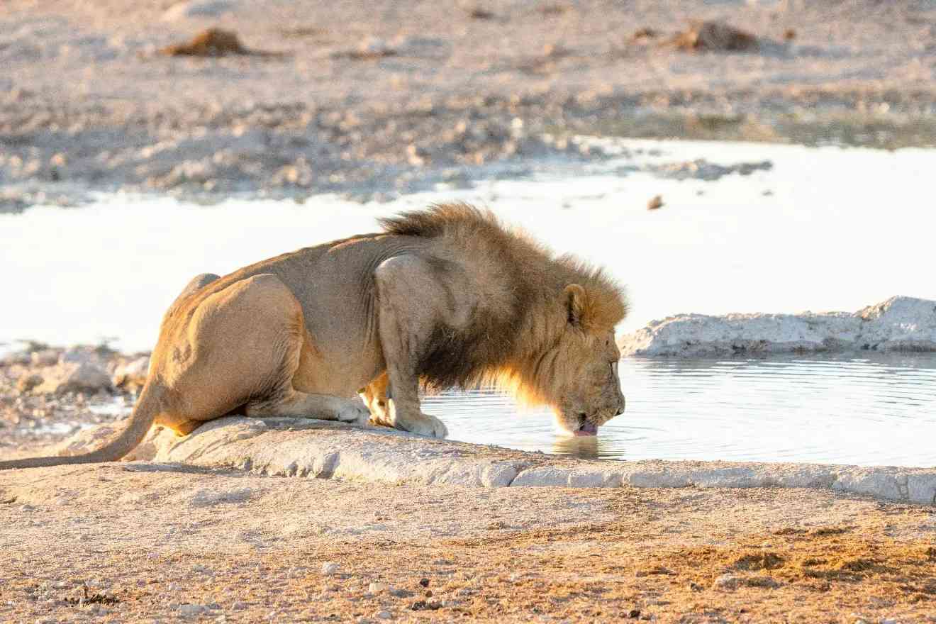 Floodlit Waterhole Viewing