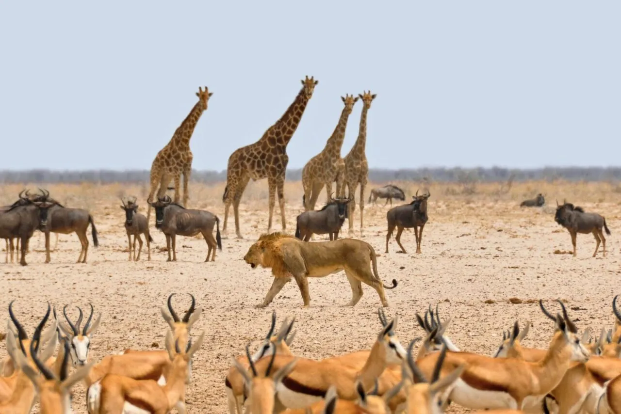 Etosha National Park Safari