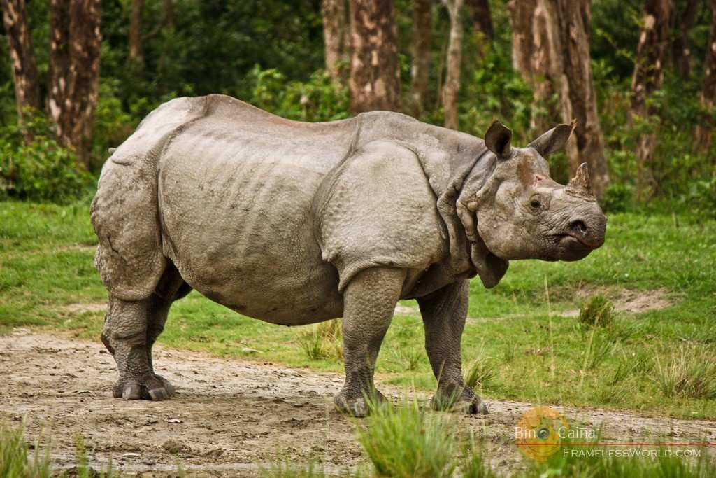 Jaldapara Jungle Safari