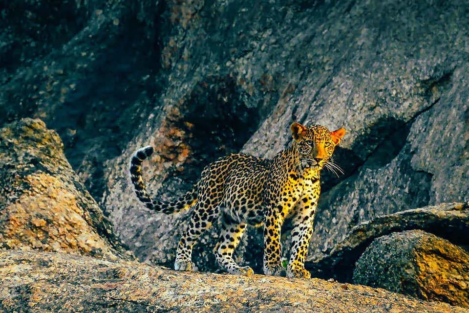 Jawai Leopard Safari