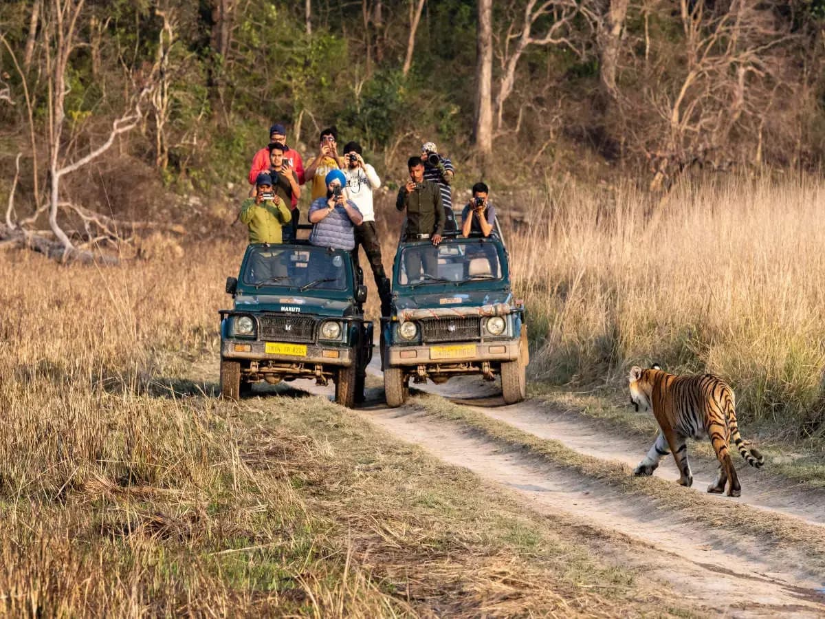 Jim Corbett National Park Safari