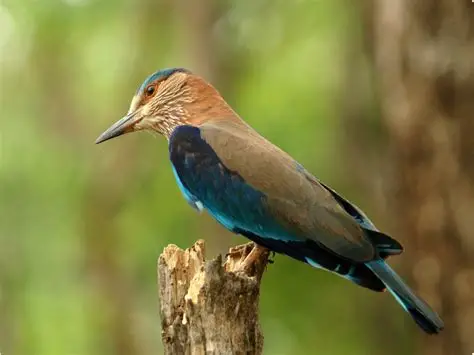 Kabini Wildlife Sanctuary Safari scenic backdrop