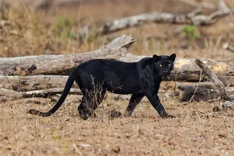 Kabini Wildlife Sanctuary Safari