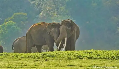 Elephant Congregations