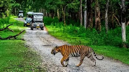 Kabini Wildlife Sanctuary Safari