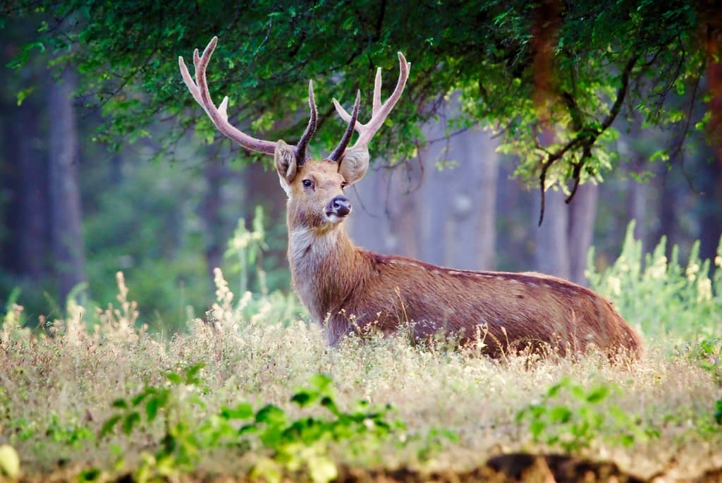 Barasingha (Swamp Deer)