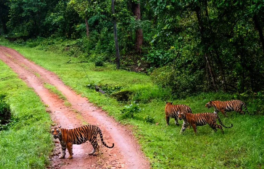 Kanha National Park Safari