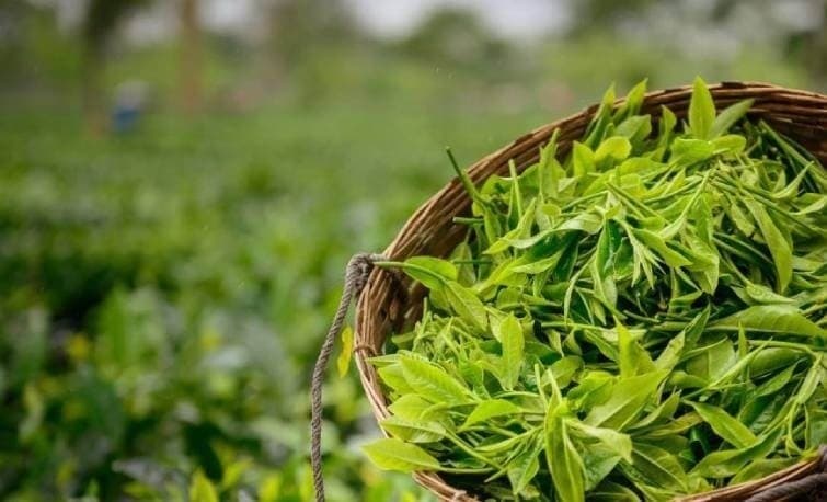 Assam Tea Gardens