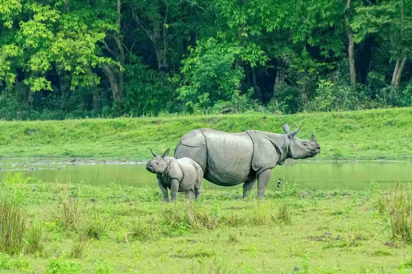 Kaziranga Jungle Safari