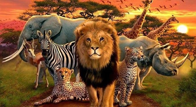 Kruger National Park Safari