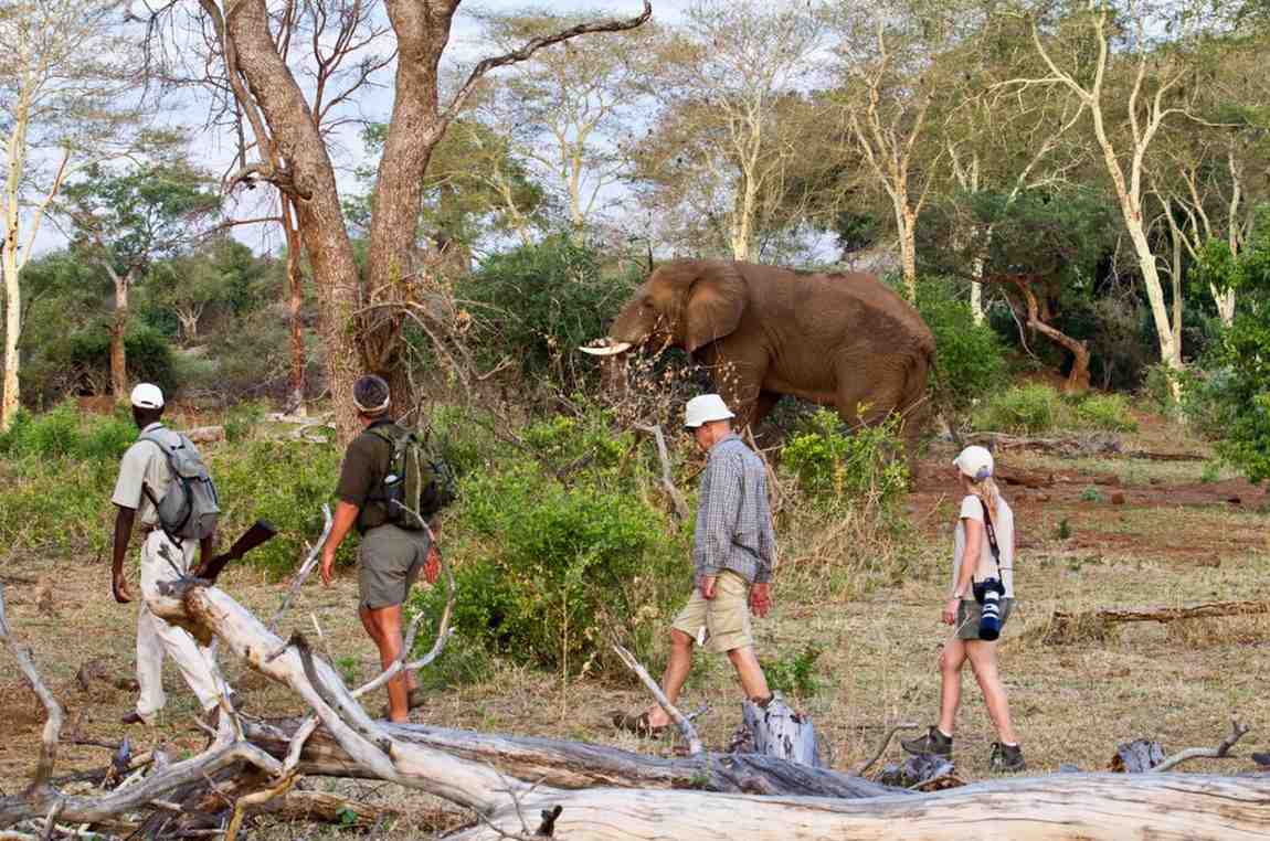 Kruger Bush Walks