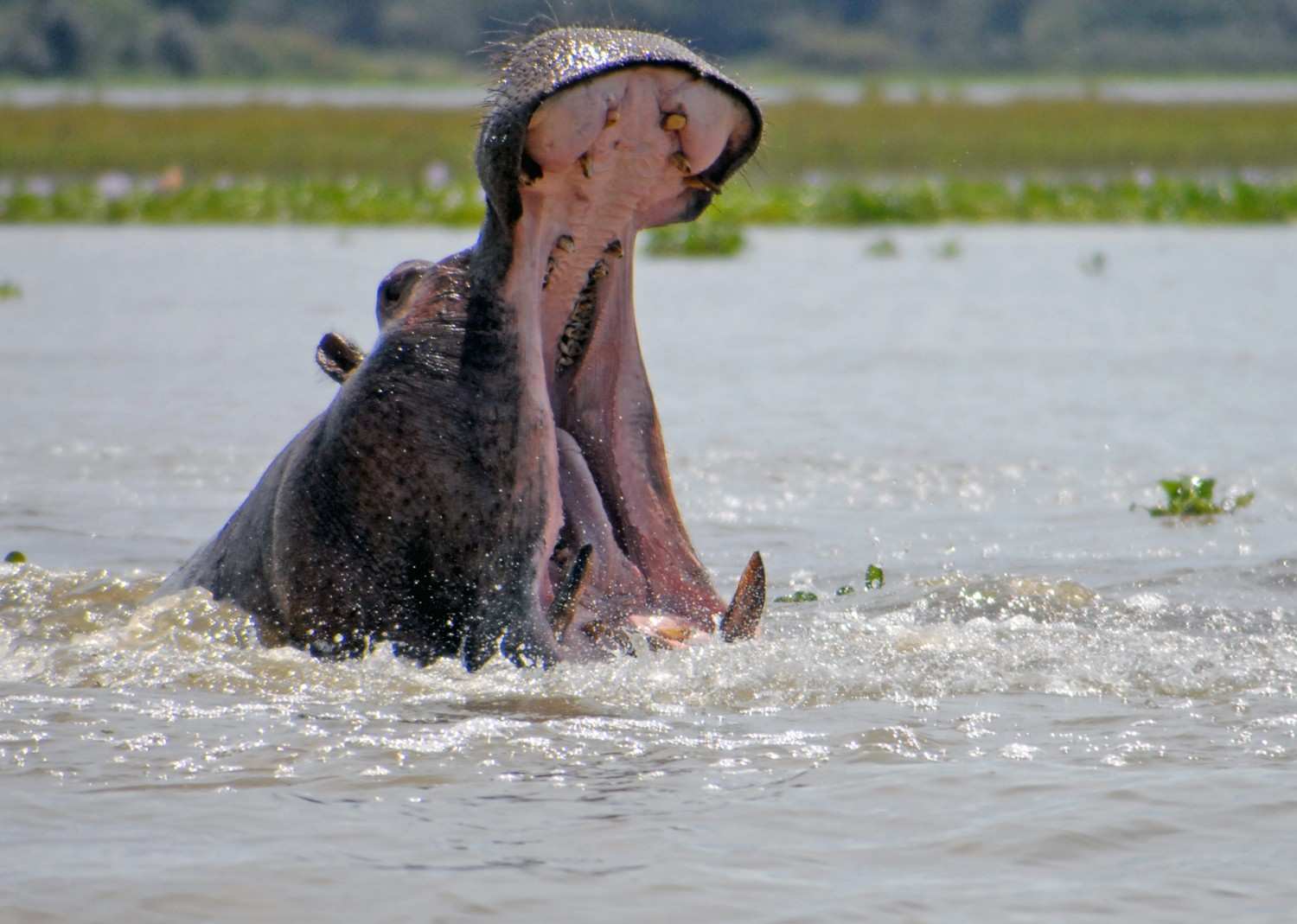 Lake Naivasha Safari