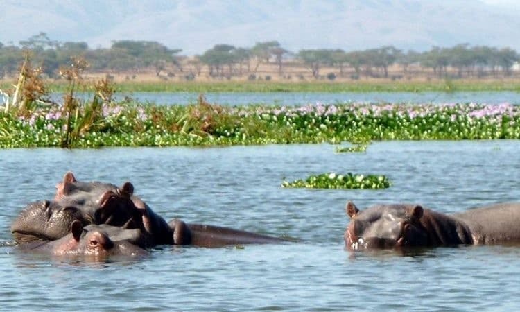 Lake Naivasha Safari visual 1