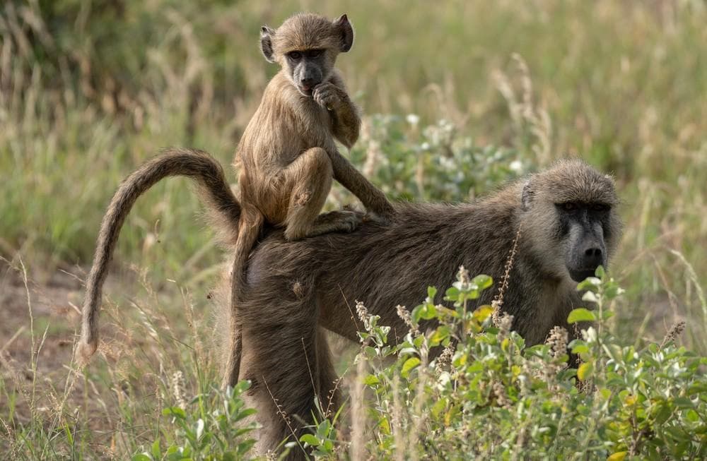 Baboon Cliff