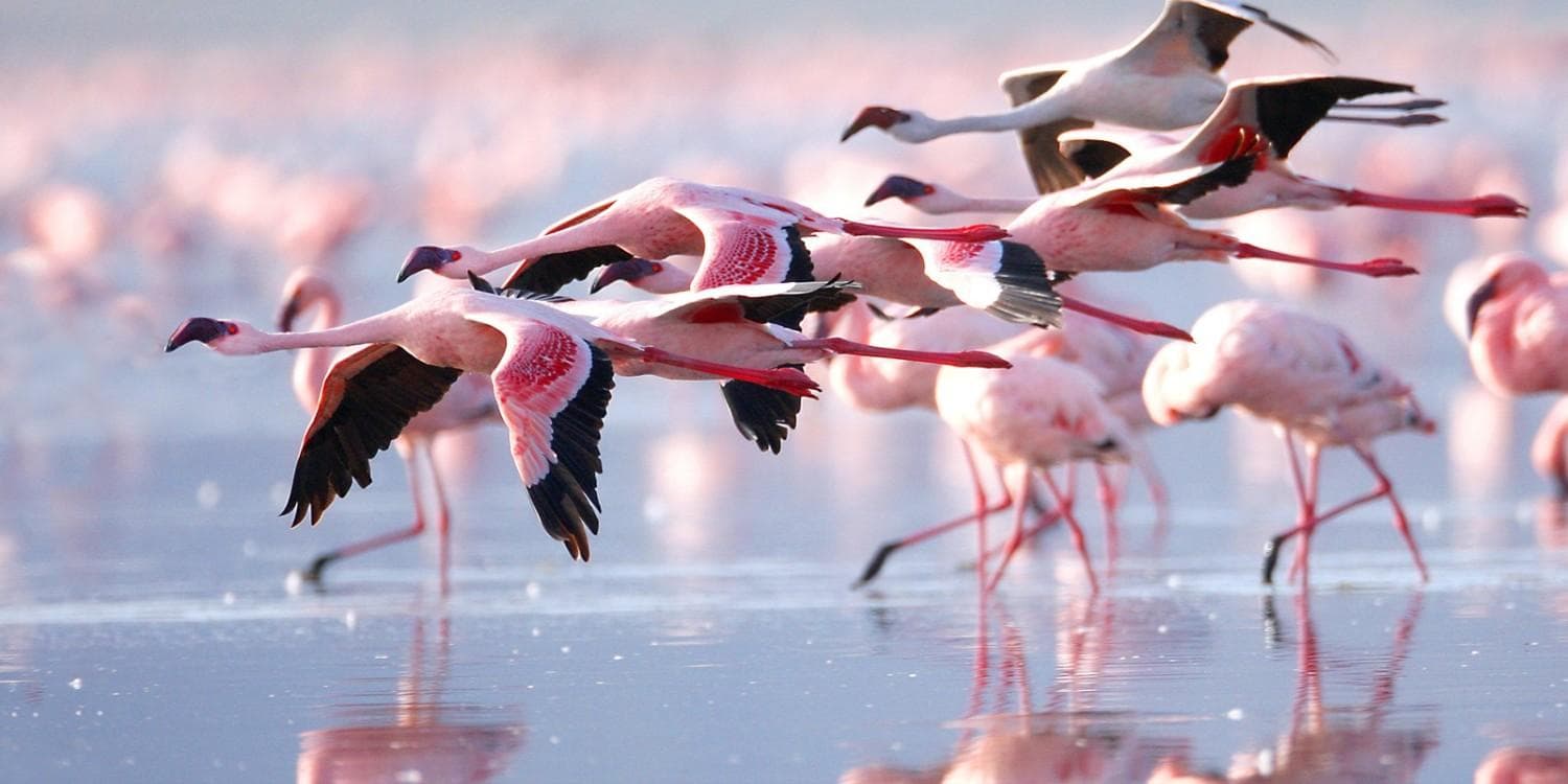 Lake Nakuru Safari visual 3